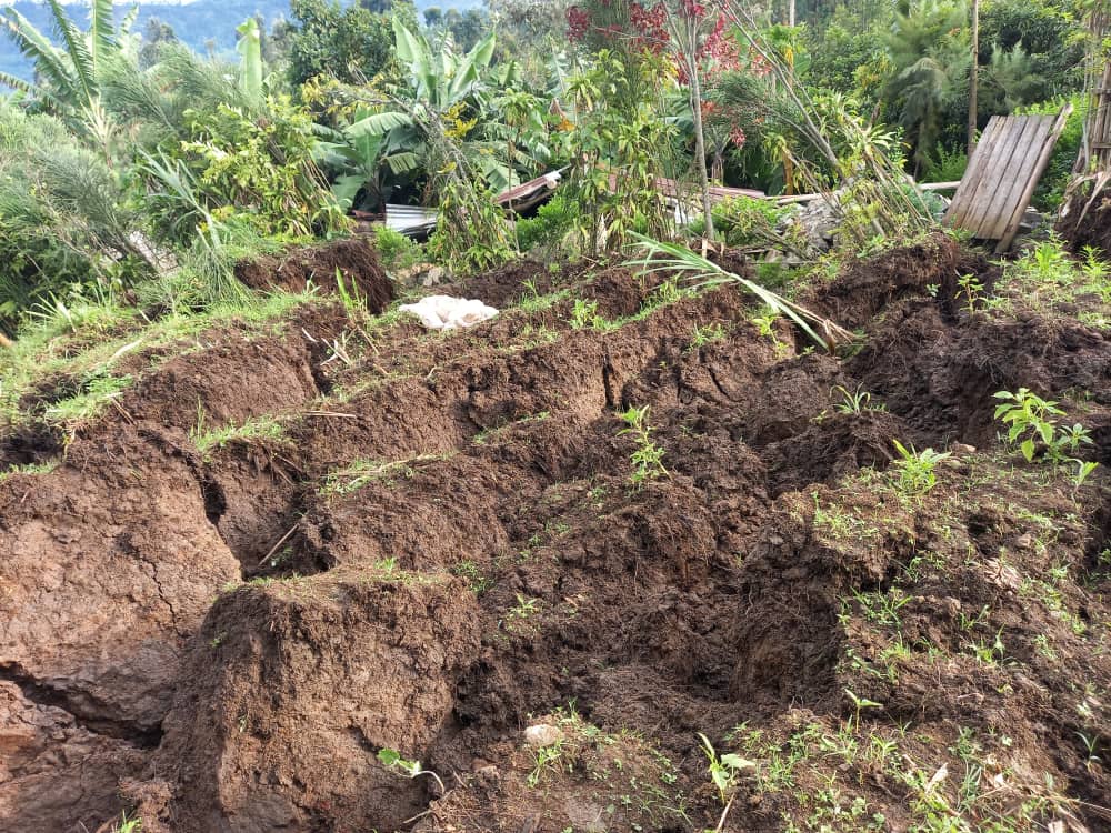 Ubutaka bwagiye bwiyasa, imyaka irangirika