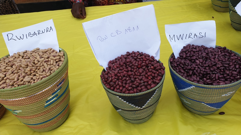 Rwibarura, Mwirasi ni amwe mu mazina abahinzi bahaye ubwoko bushya bw'ibishyimbo