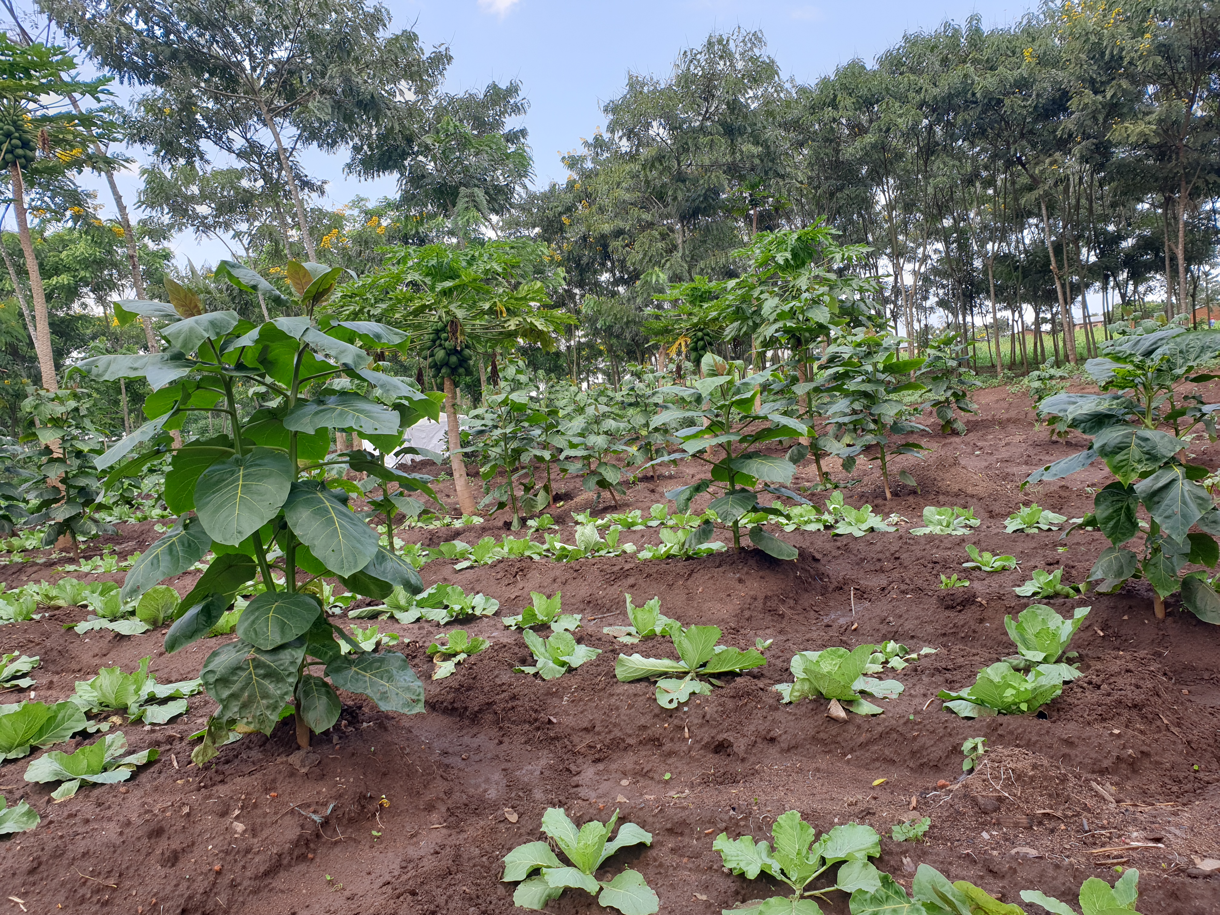 Ibiti by'imbuto biri mu byo u Rwanda rushyiramo imbaraga