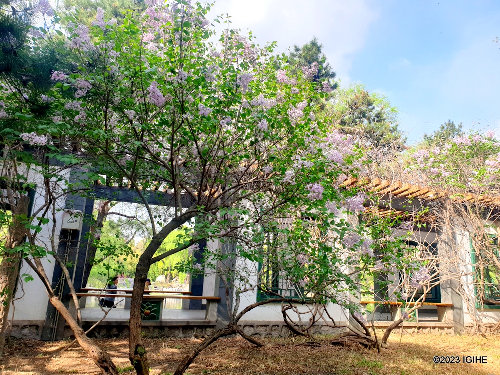 Muri iki gihe cy'umucyo, indabyo ziba zigaragara neza muri Black Bamboo Park