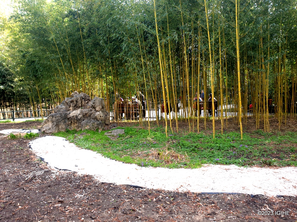 Nkuko izina rya pariki ribivuga, imigano nibyo biti byiganje muri Black Bamboo Park