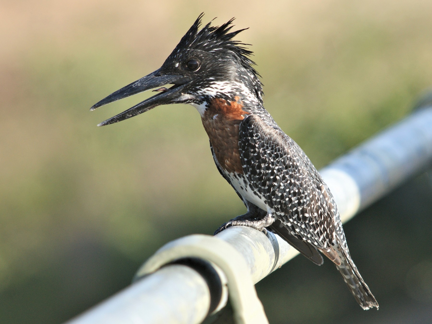 Giant Kingfisher ni imwe mu nyoni zizi kuroba