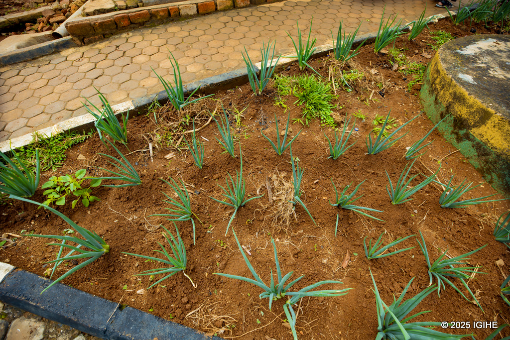 Ibihingwa bisarurwa bifasha mu kugaburira abanyeshuri