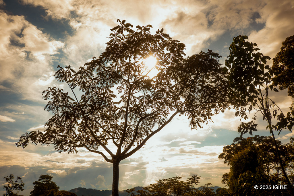 Iyo uri hejuru kuri Canopy Walk, uba ushobora kubona ibiti bw'umwimerere, ukabireba ubyegereye hejuru