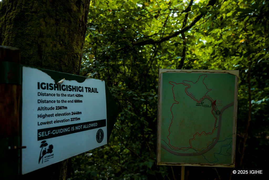 Urugendo ruzwi nka Canopy Walk rwitiriwe igiti kiboneka hafi y'aho rukorerwa muri Pariki y'Igihugu ya Nyungwe, cyitwa Igishigishigi