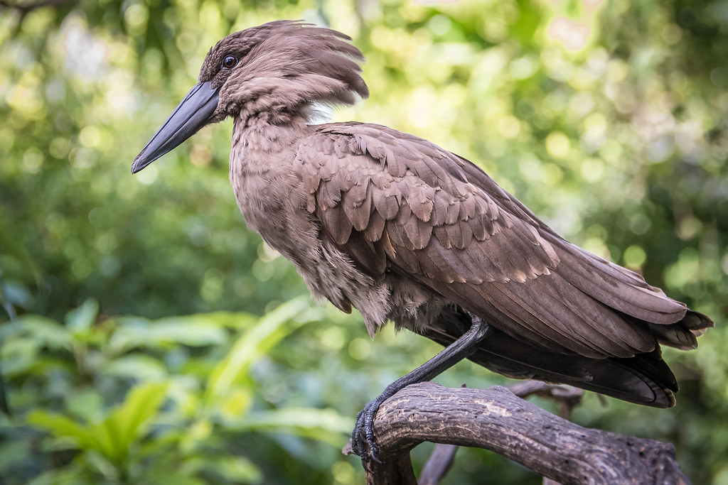 Hamerkop ni kimwe mu bwoko bw'ibisiga bivugwaho byinshi harimo no gutera umwaku