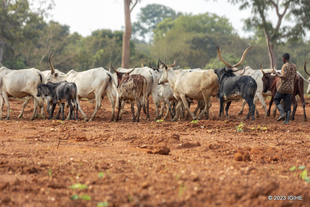 Izi nka yazisanze muri Centrafrique, afite gahunda yo kuziteza intanga kugira ngo zizavemo izishobora gutanga umusaruro mwinshi