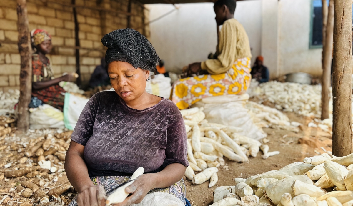 Uburyo bushya bwo gutunganya ibishishwa by'imyumbati bikavamo ibiryo by'amatungo bizagabanya ibiciro