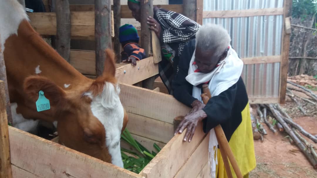 Uyu mukecuru yitegereza inka yagabiwe na Perezida Kagame
