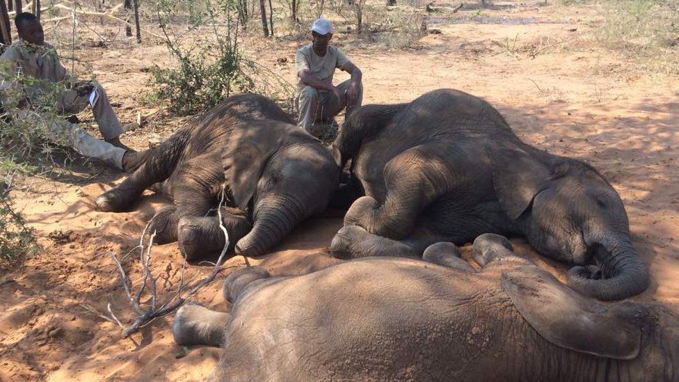 Guhera umwaka ushize inzovu 330 zimaze gupfa muri Botswana