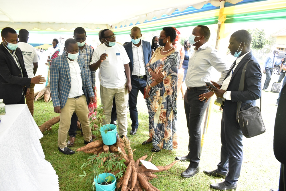 Abafite aho bahurira n'ubuhinzi bw'imyumbati bashimye uko ikomeje gutezwa imbere