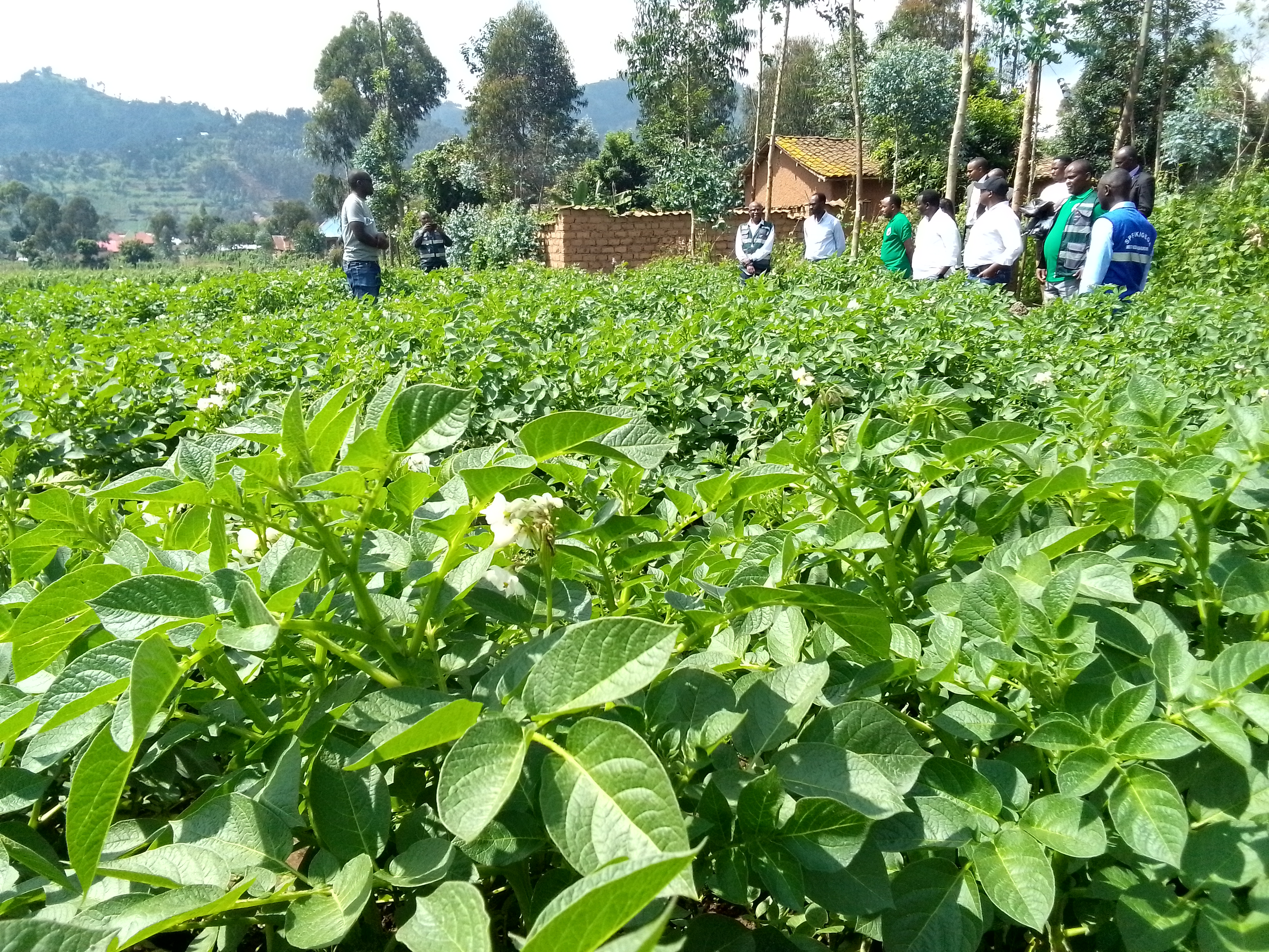 Abahinzi b'ibirayi bafite intego yo kongera umusaruro ukarenga toni 20 kuri hegitari