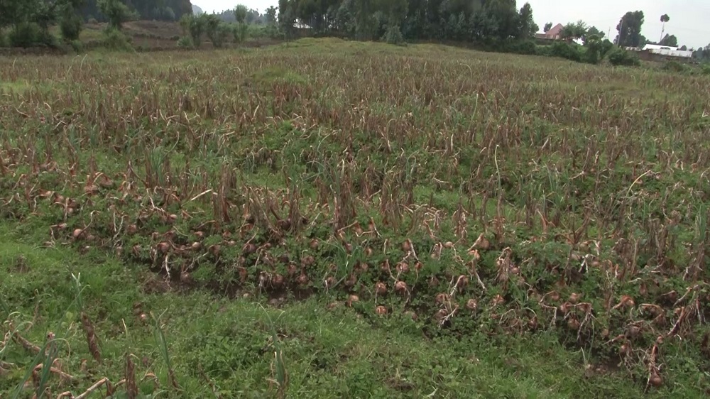 Abahinzi b'ibitunguru basabwe kuba babisaruye mu gihe bagishakirwa isoko
