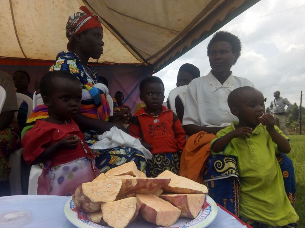 Abana bahawe ibijumba bikungahaye kuri vitamini A mu rwego rwo guhangana n'imirire mibi