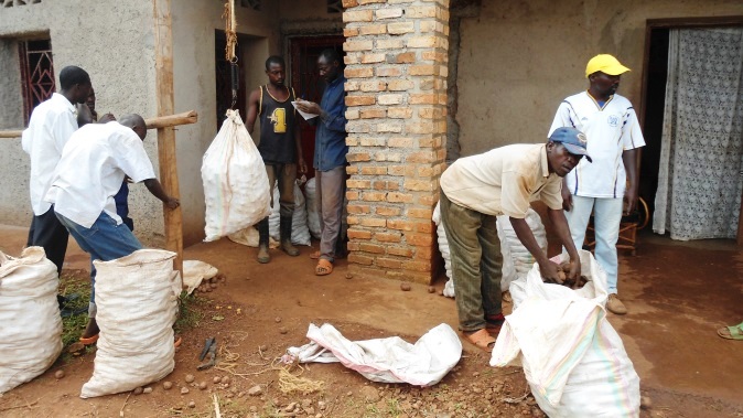 Abarangura ibirayi i Rusagara muri Gisagara