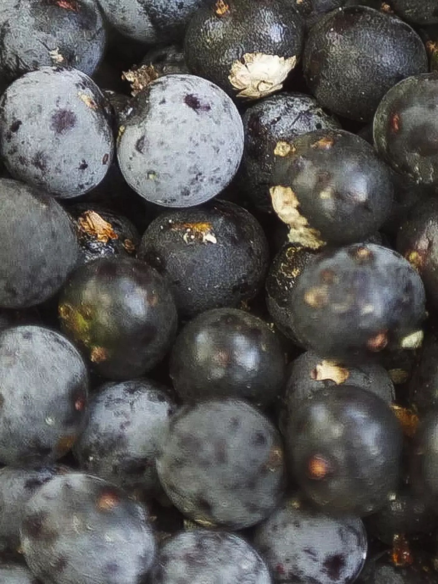 Acai Oasis ni imbuto ziba muri Brésil mu ishyamba rya Amazon