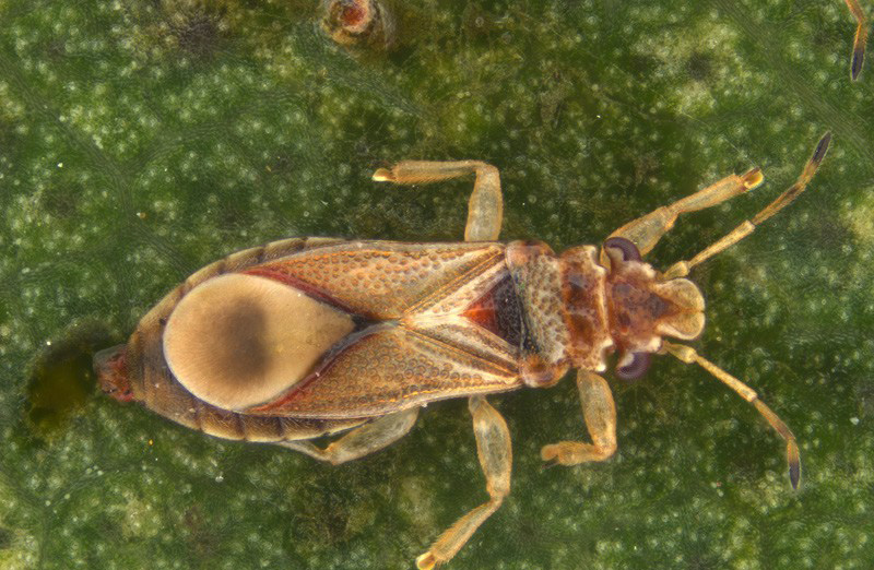 Uko inda yo mu nturusu imeze(Thaumastocoris Peregrinus)/Ifoto yakuwe kuri internet