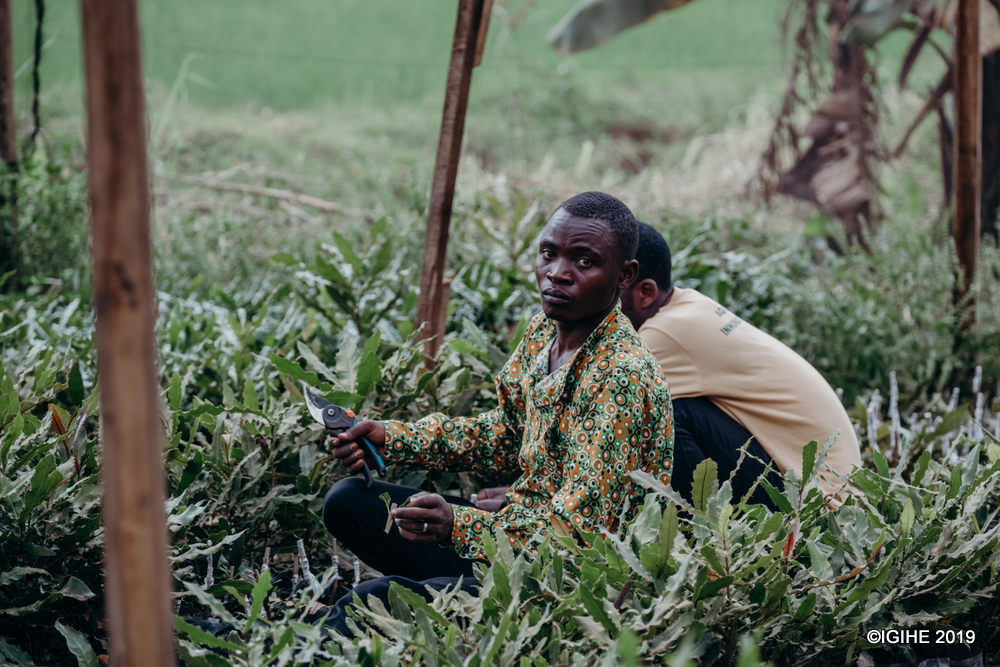 Agriwin company Ltd mu gihe gito imaze, imaze gutanga ibiti by’imbuto bisaga ibihumbi bitanu