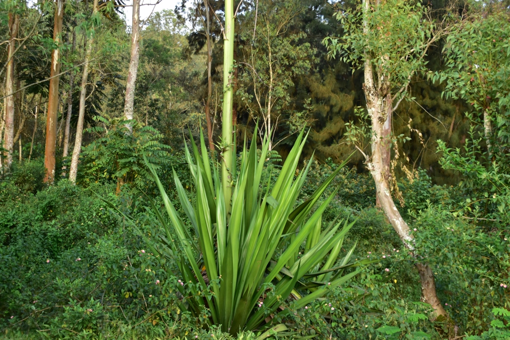 Arboretum ibonekamo amoko y'ibimera bitandukanye