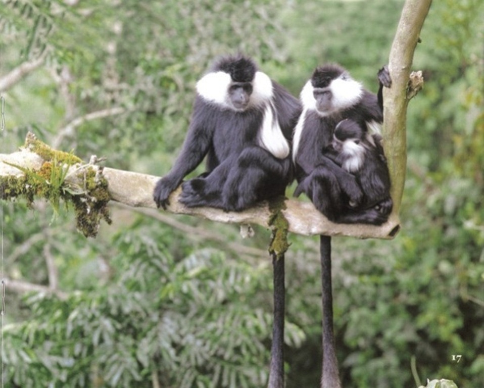 Pariki y'Igihugu y'Akagera ibarizwamo inyamaswa nyinshi, inini n'intoya