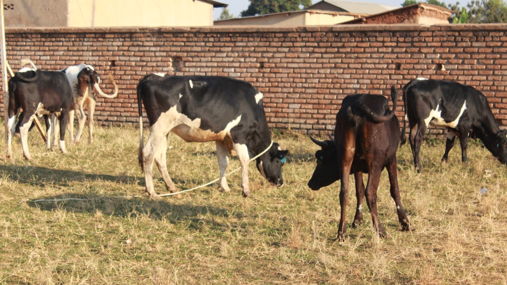Bahawe inka nziza zitanga umukamo