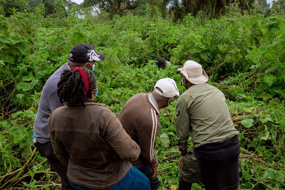 Basuye ingagi mu Birunga nka kimwe mu bitatse u Rwanda