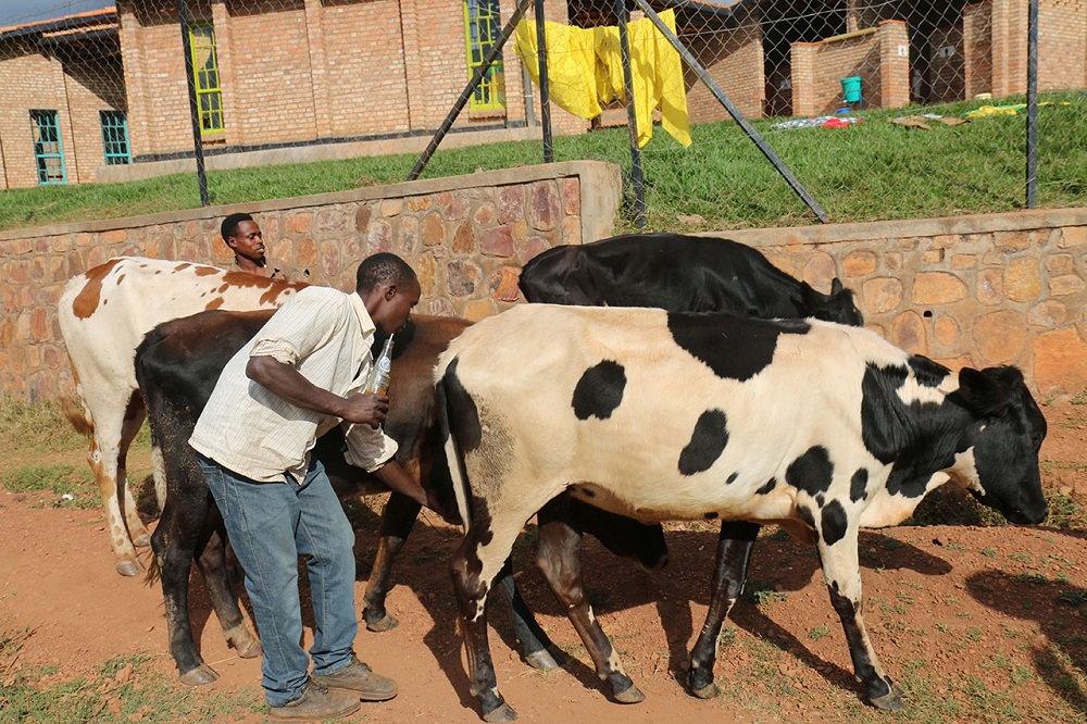 Ikibazo cy'ubujura bw'inka gikomeje guca ibintu mu karere ka Rulindo