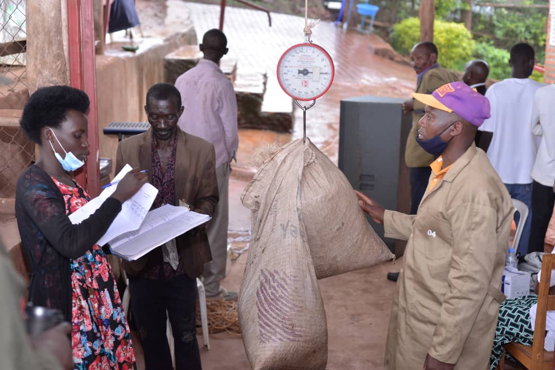 Abahinzi ku mwero w'ikawa aba ari urujya n'uruza ku ruganda