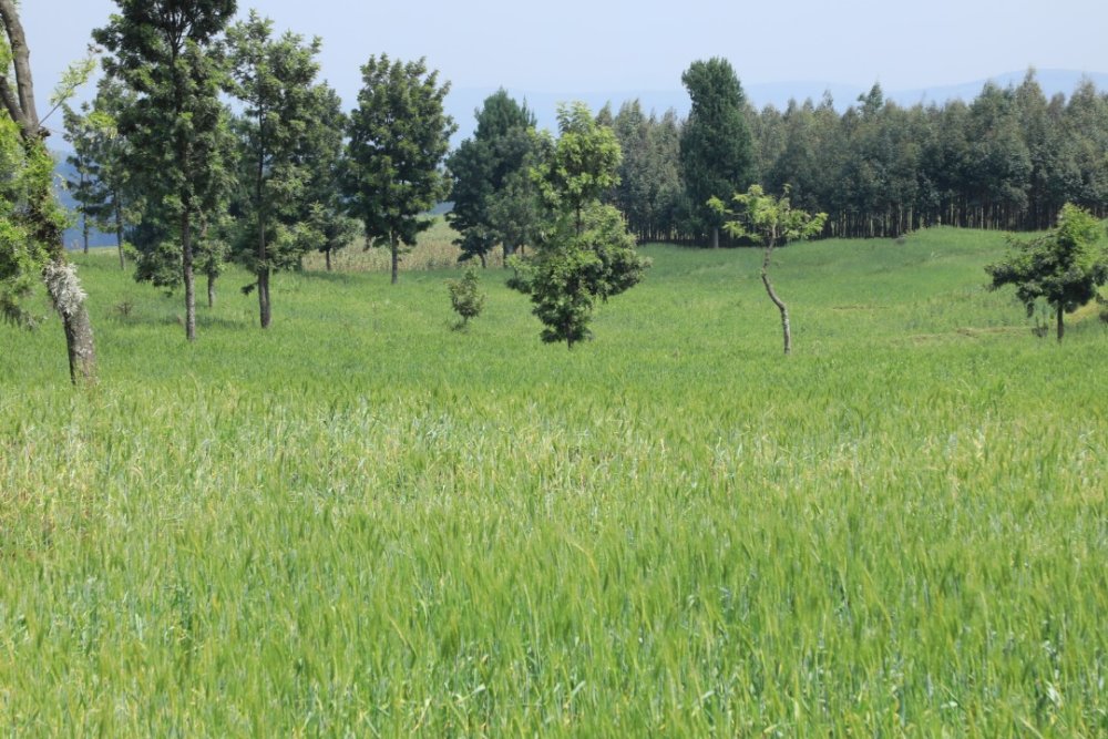 Gutera ibiti ni imwe mu nzira zo kugabanya imyuka ihumanya ikirere yatuma umuntu abona carbon credits zo kugurisha ku isoko rya carbone