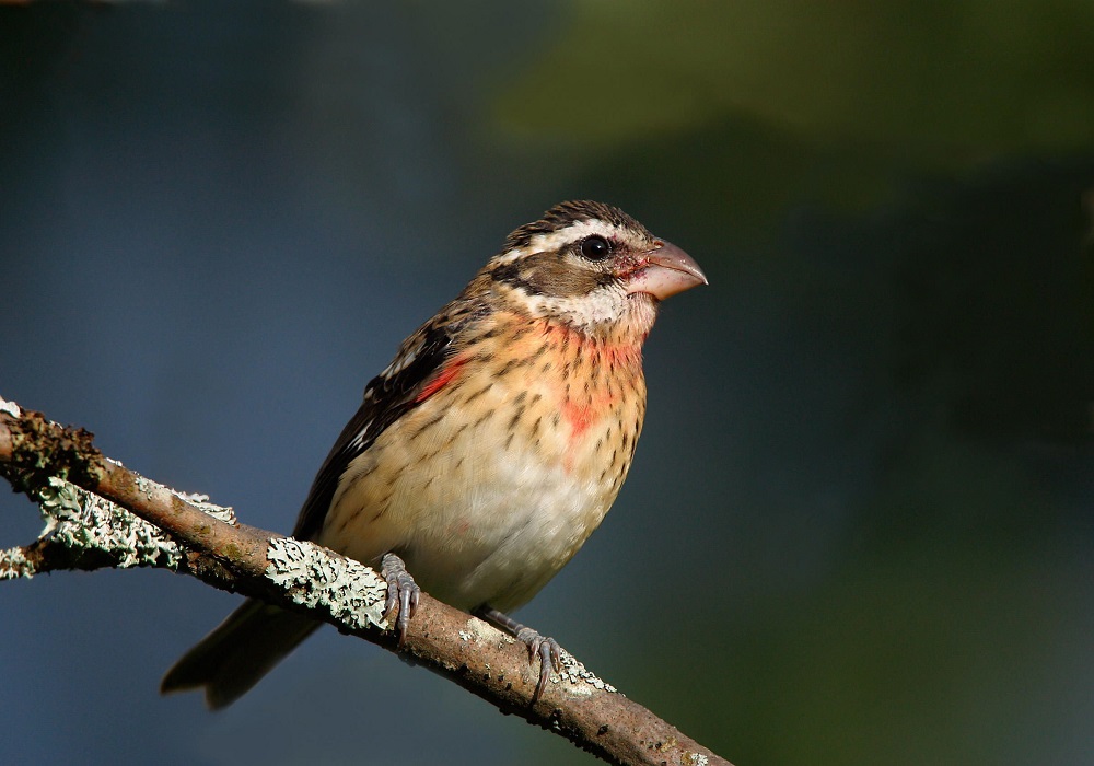 Grosbeak weaver ni inyoni zidakunda kwegerana n’izindi sandi zisanzwe
