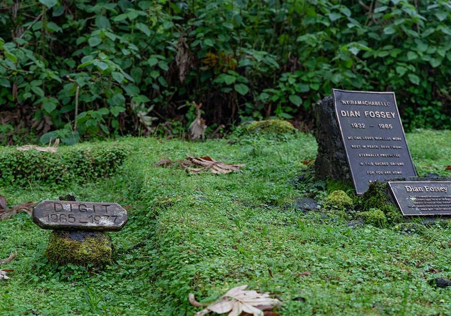 Nyuma y'urupfu rwe, Dian Fossey yashyinguwe muri Pariki y'Ibirunga hafi y'ahashyinguye ingagi zagendaga zicwa na ba rushimusi