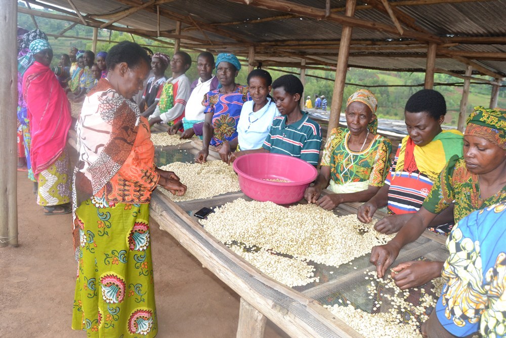 Bakorera hamwe imirimo yo kwanika no kujonjora neza kawa bohereza aho itunganyirizwa