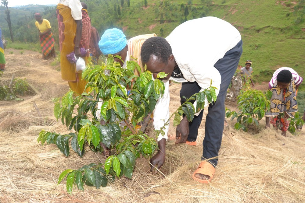 Koperative y'abahinzi ba Kawe muri Nyaruguru ifite abagabo bake bafatanya mu bikorwa bya buri munsi