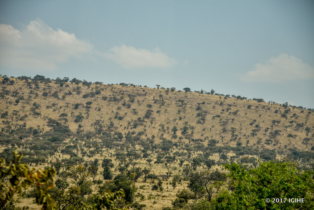 Pariki y’Akagera ibarizwamo inyamaswa nyinshi zirimo Inkura, Isatura, Inzovu, Intare n’izindi