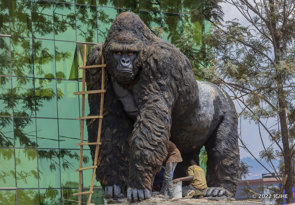 Ishusho y’iyi ngagi, igaragaza ibara ry’umweru mu mugongo nka rimwe mu ashushanya ingagi y’ingabo ikuriye umuryango, Silverback’