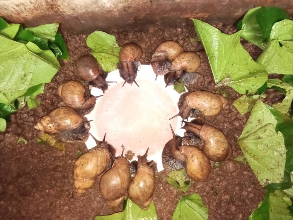 Ibinyamujonjorerwa biraribwa mu bihugu bitandukanye