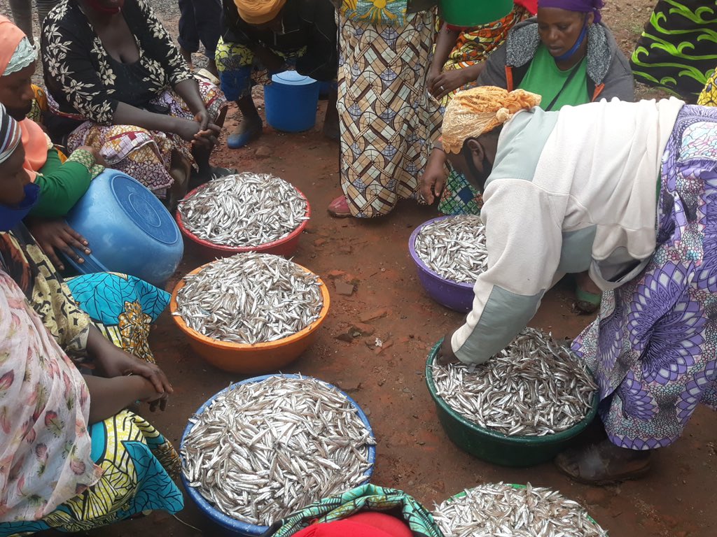 Abarobyi bava kuroba hari abacuruzi babategereje kuri za koperative, bagahita batwara isambaza