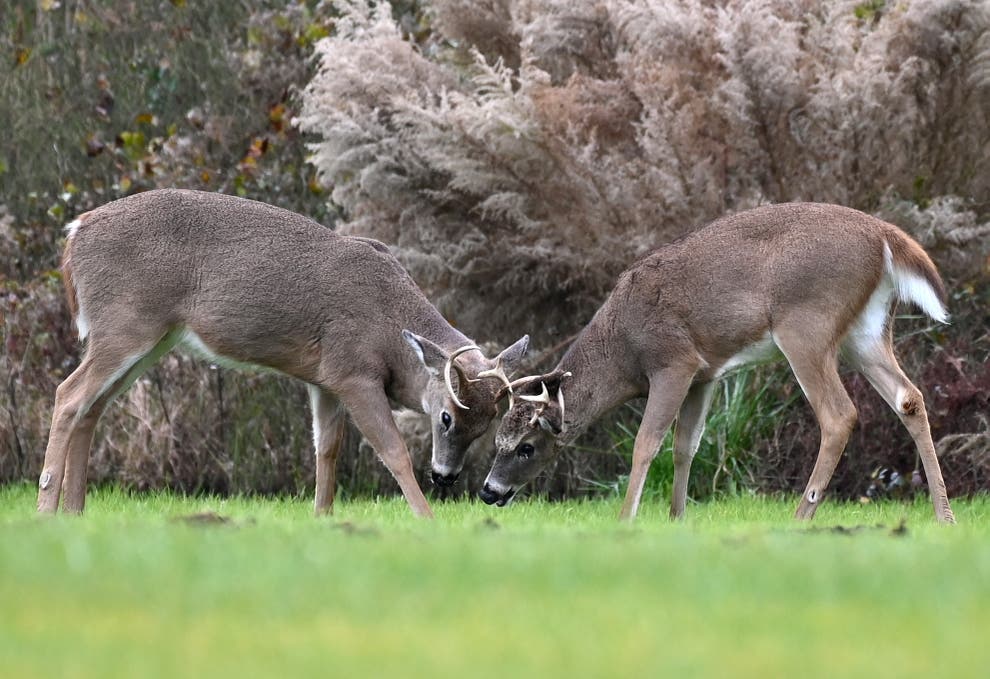 Izi nyamaswa zizwi nka deer mu Cyongereza zasanzwemo ibimenyetso bya Covid-19 ku bwinshi