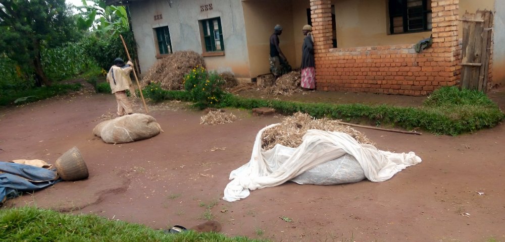 Haracyagaragara abafata inzitiramubu bakazihuriramo ibishyimbo