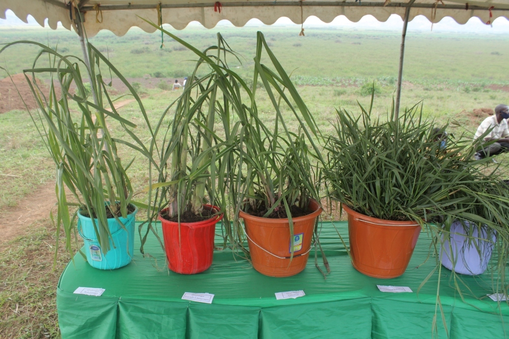 Hari kandi ubwatsi bw’ibinyamisogwe aribwo Desmodium distrortum_ Desmodium incinatum na Mucuna