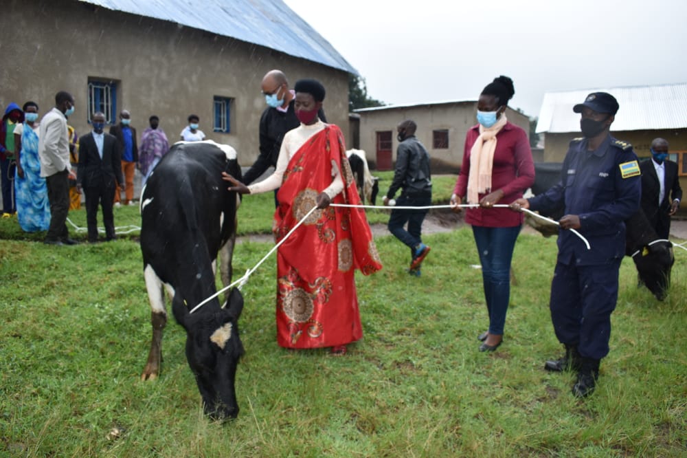 Hatanzwe n'inka ku miryango itishoboye