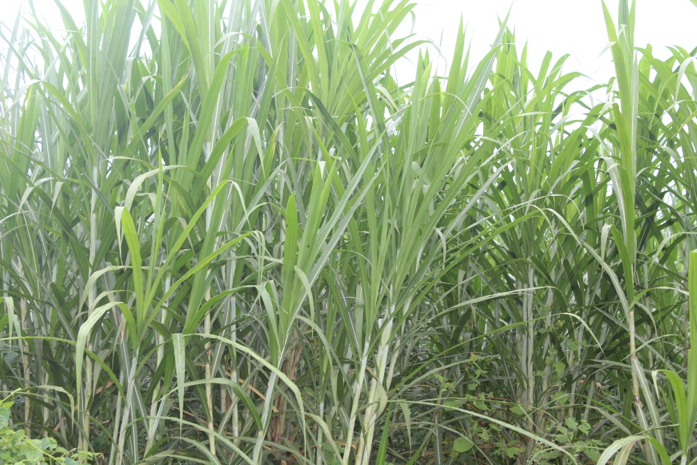 Hatubuwe n'imbuto y'urubingo rwitwa Kakamega