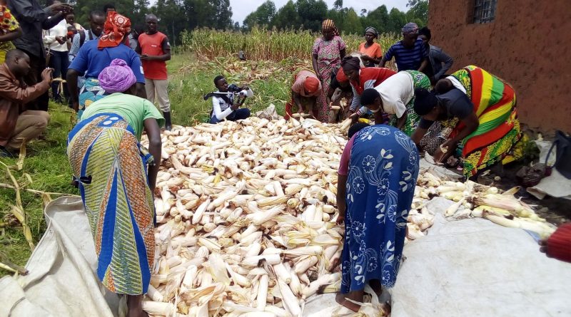 Abatunganya umusaruro w'ibikomoka ku bigori baravuga ko umusaruro wabyo ukomeje kuba muke kandi uhenze