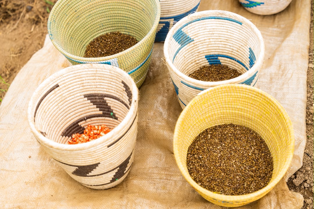 Ibigori batewe byahise binafumbirwa