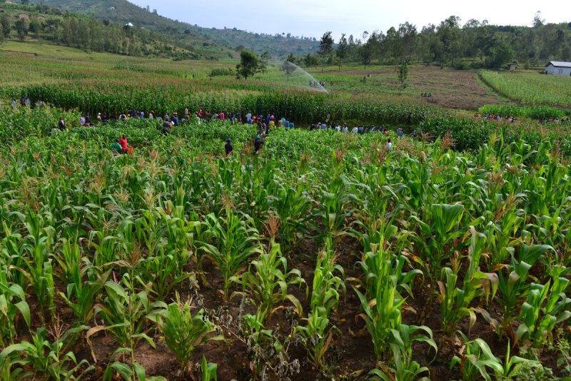 Muri hegitari ibihumbi 589 u Rwanda rufite izigera ku bihumbi 45 ni zo zishobora kuhirwa gusa