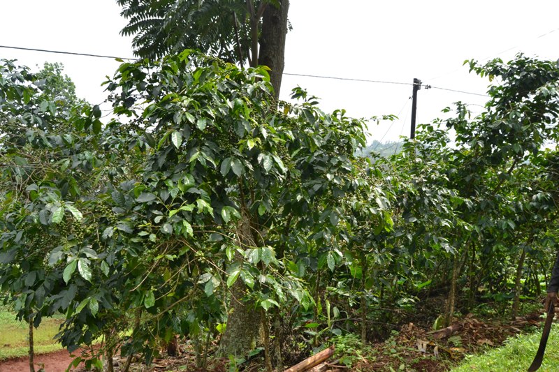 Ibiti by'ikawa by'abanyamuryango ba Koperative Gisuma Coffee yambuwe n'umushoramari