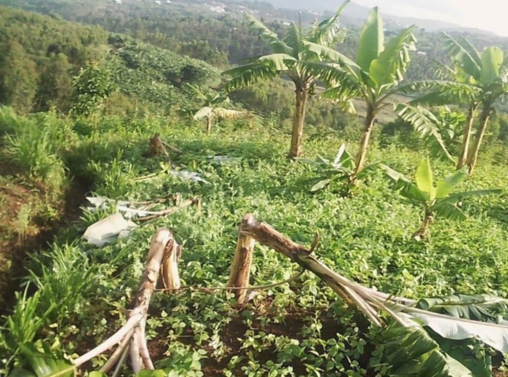 Abantu bagiye mu murima wa Nsabimana André warokotse Jenoside yakorewe Abatutsi mu 1994 uri mu Mudugudu wa Gifumba, Akagari ka Gifumba, Umurenge wa Nyamabuye, Akarere ka Muhanga batemagura insina zose