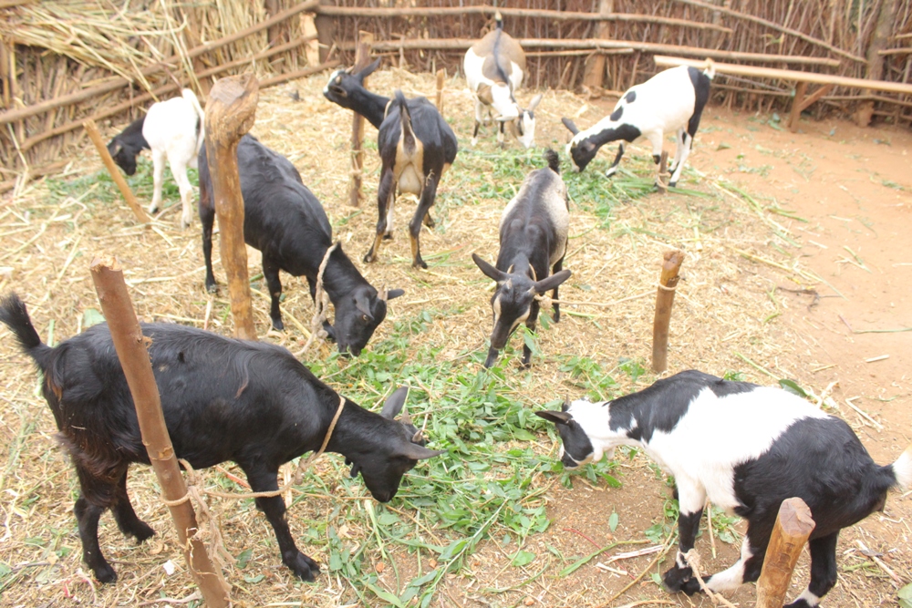 Ihene ebyiri yahawe zamaze kororoka zibyara izindi zirenga 30