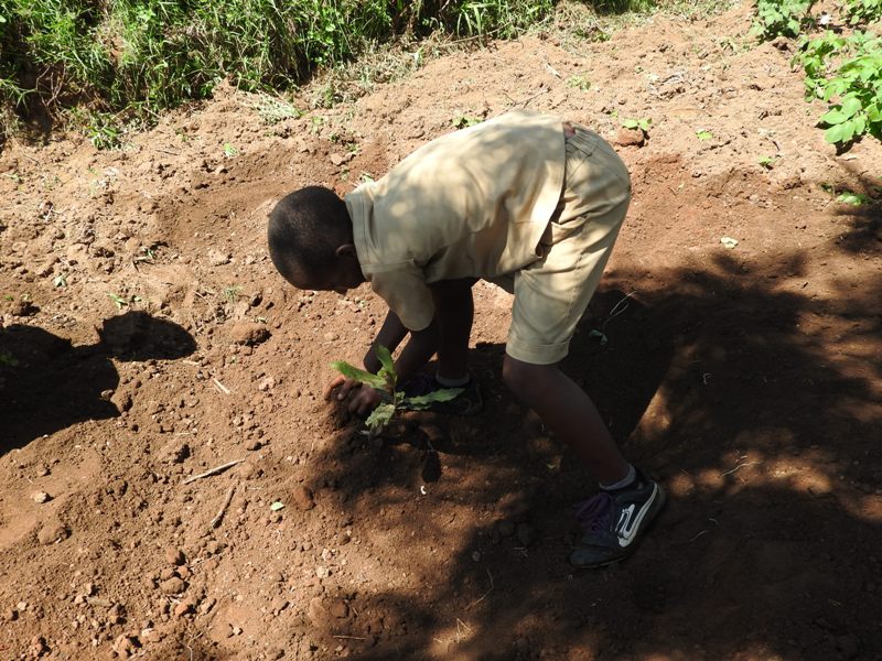 Buri mwana uteye igiti asabwa no kugikurikirana