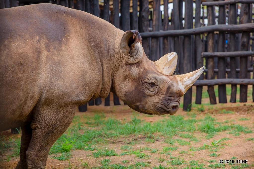 Iyitwa Olmoti yaturutse muri Flamingo Land mu Bwongereza naho iyitwa Mandela ituruka muri Ree Park Safari muri Denmark